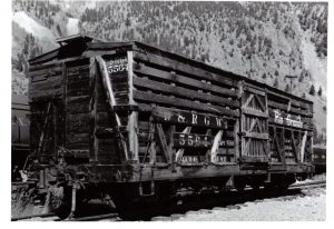 D&RGW Stock Car 5564 in the late 40's. (Photo: Courtesy Mallory Hope Ferrell)